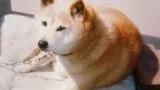 menkoyaさん(ビジネス)に依頼・外注する | 簡単ネット発注なら【クラウドワークス】